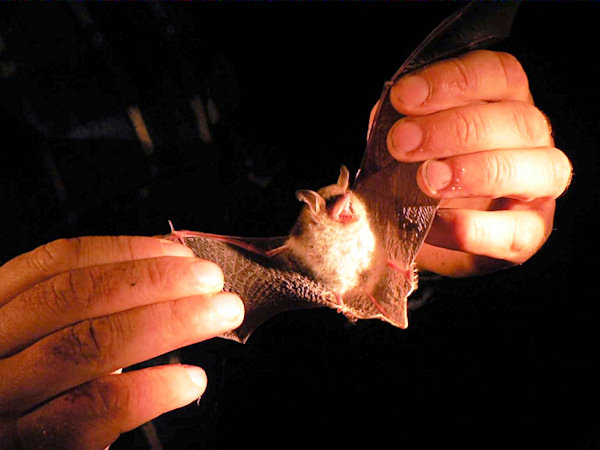 Evropská noc pro netopýry 2. září 2006.