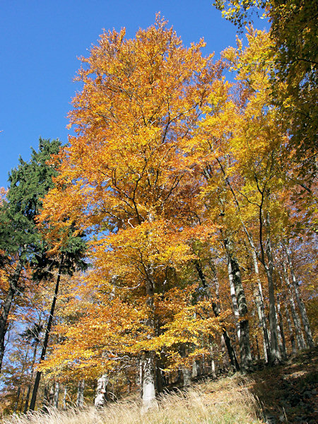 Beeches at the Studenec.