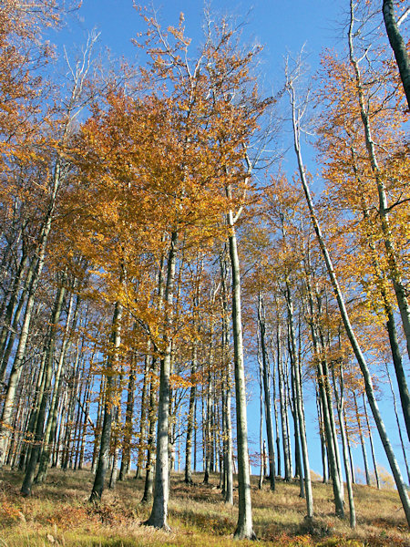 On the Malý Buk-hill.