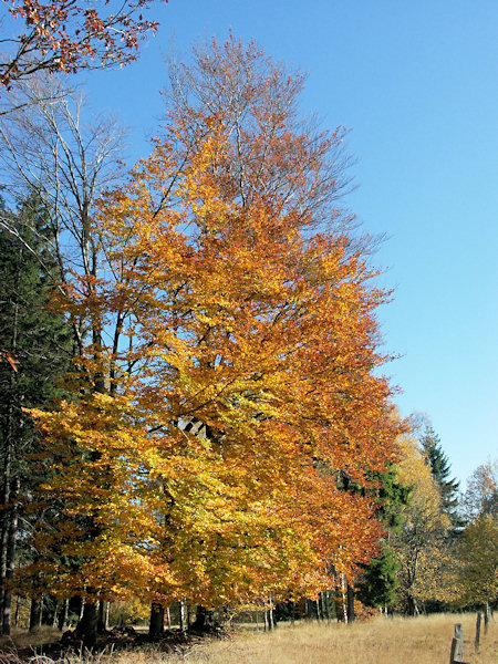 Under the Tetřeví vrch-hill.