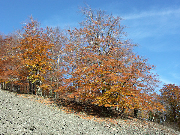 Beeches at the Studenec-hill.