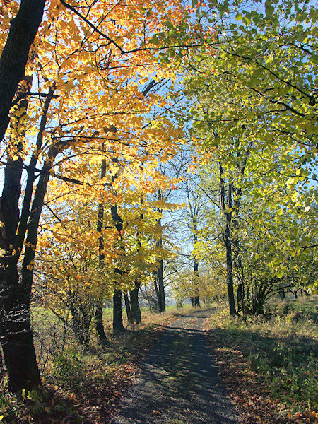 Allee bei Líska.