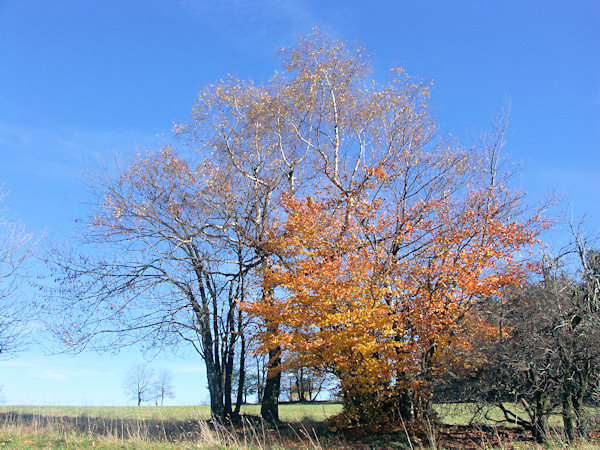 In the saddle below of Studenec-hill.