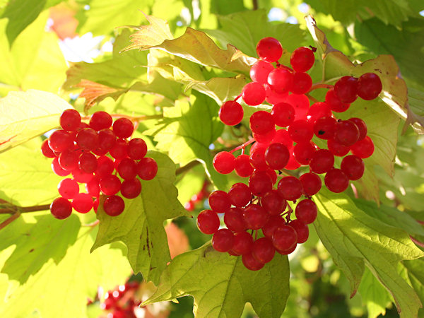 Snowball-bush.