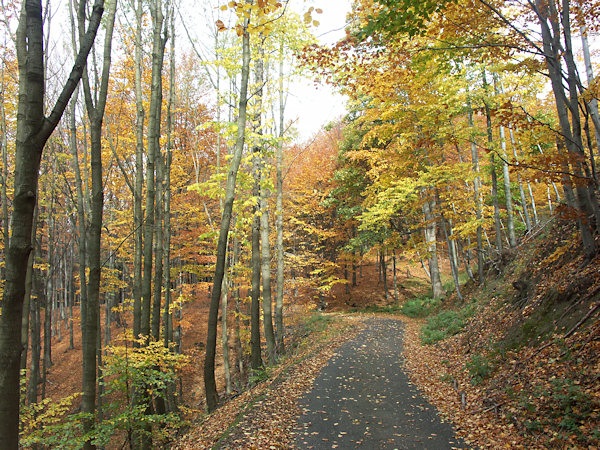 Road on the slope ov Pěnkvačí vrch-hill.