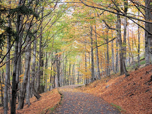 Waldstrasse am Hange des Pěnkavčí vrch.