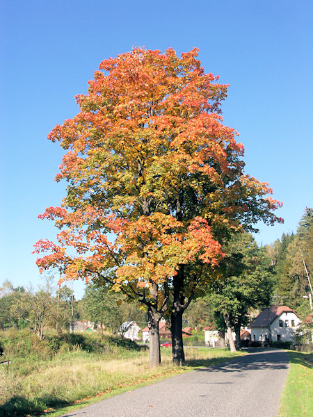 The onset of autumn in Mlýny.