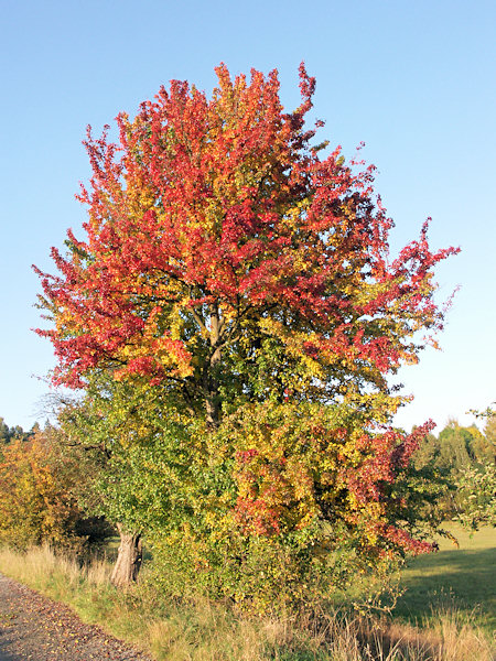 Wild pear tree on the edge of Svor.