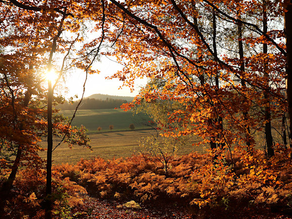 The edge of the forest near Bílé kameny in the early evening sun.