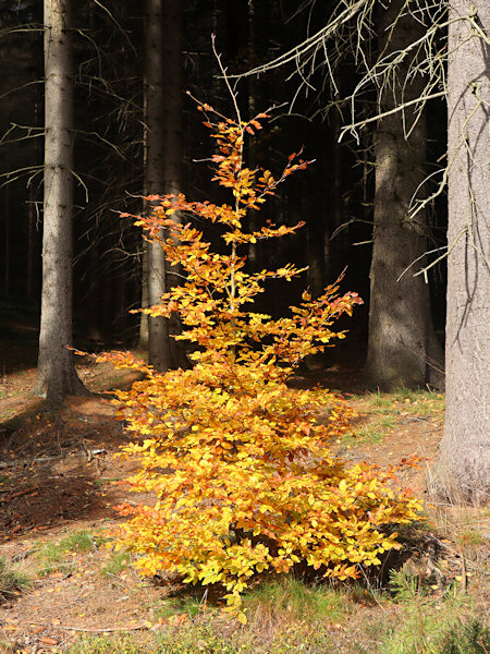 A young beech among the spruces near Milštejn.