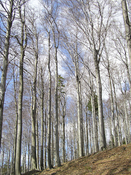 Vorfrühling auf dem Javor (Grosser Ahrenberg).