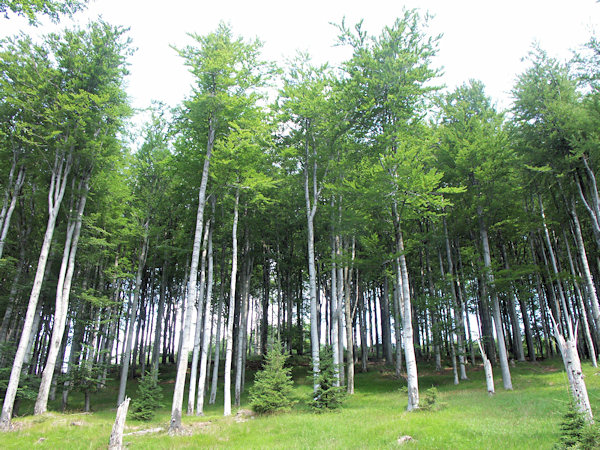 On the slopes of Bouřný.