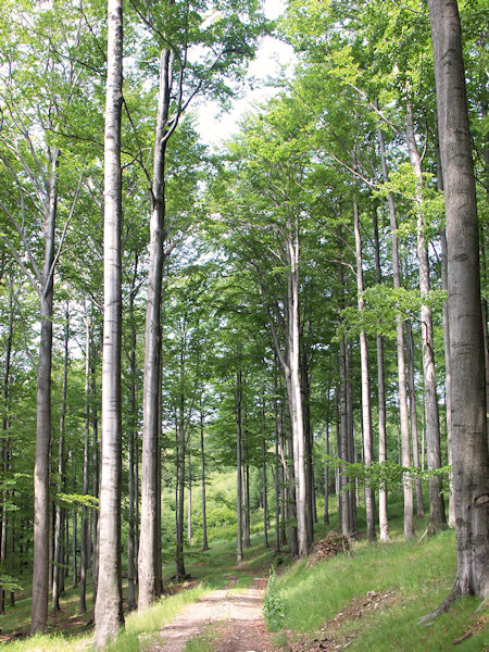 Way under the Ptačinec hill.