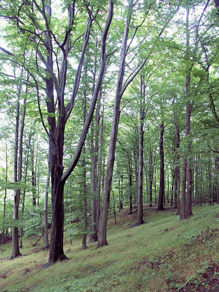 On the Böhmův vrch.