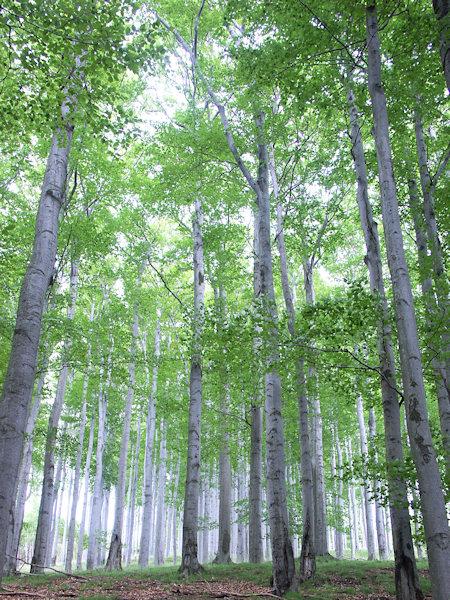 Silver in a beech forest.