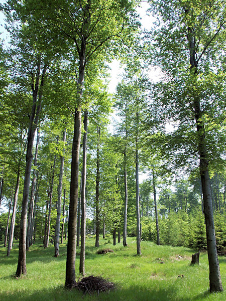 On the Pěnkavčí vrch hill.