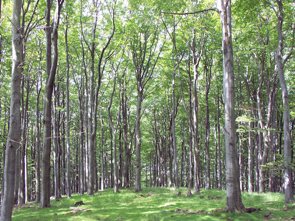 Summer morning at the Rohál.