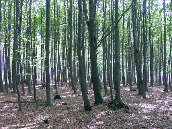 The sun in a beech forest.