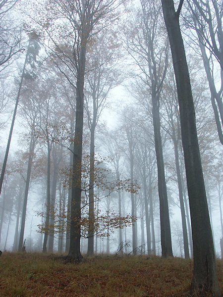 Mist on the Javor hill.