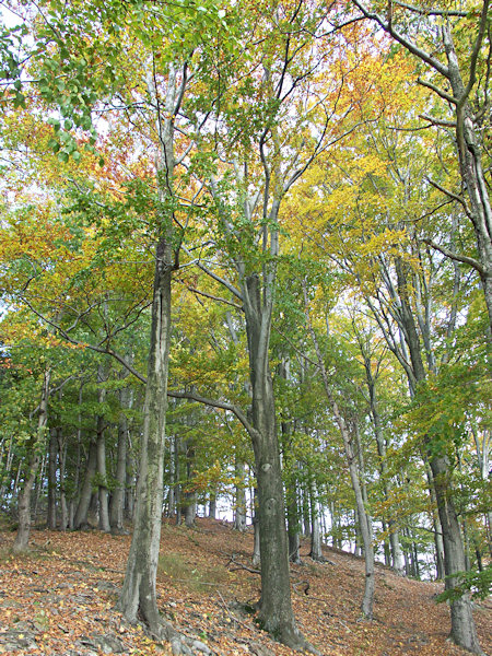 Beech forest of the Ortel hill.