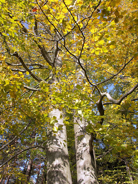 Buchen in herbstlichen Gewand.