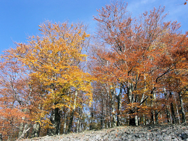 Beech forest on the Studenec.