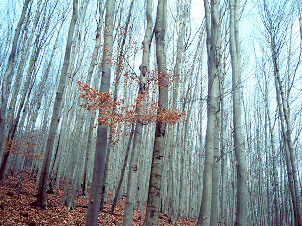 Autumnal blue variations.