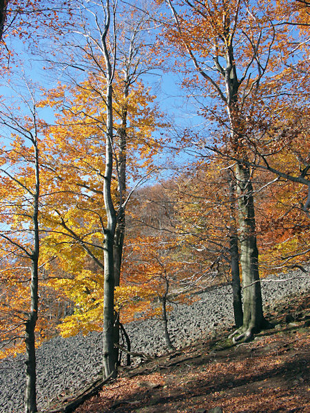 In the debris slopes of Studenec hill.