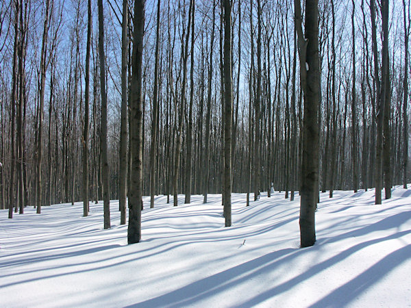 The sunshine in wintery beech forest.