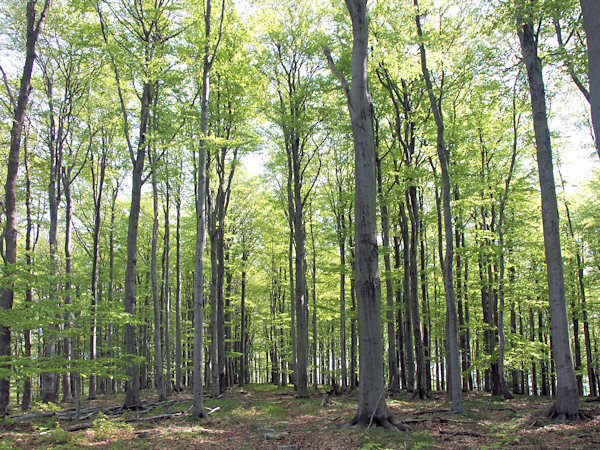 Spring in a beech wood.