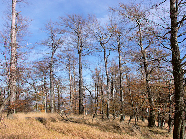 Autumn wind at the Studenec.