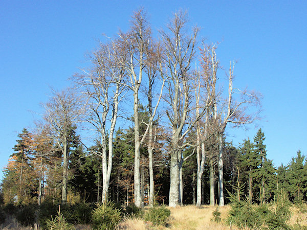 Buchen auf der Medvědí hůrka-Berg.