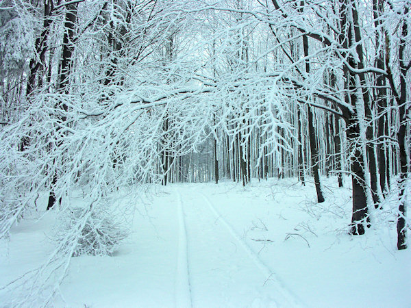 The road across the Kobyla hill.