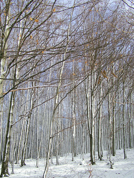 Freshly fallen snow on the Kobyla hill.