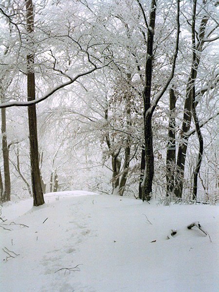 Winter on the Ortel hill.