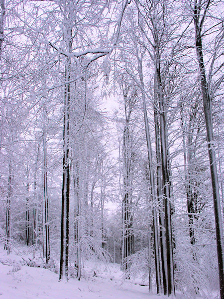 Sleeping beeches on the Rousínovský vrch hill.