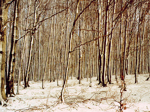 Winter in a beech forest.
