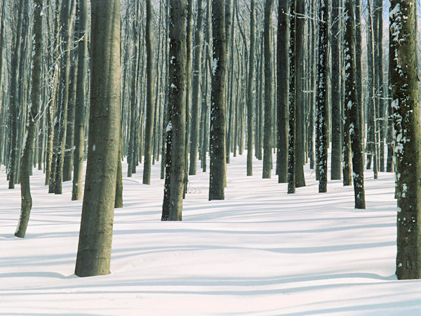 Winter beech wood.