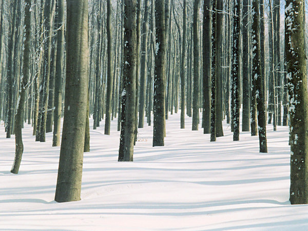 Winterlicher Buchenwald.