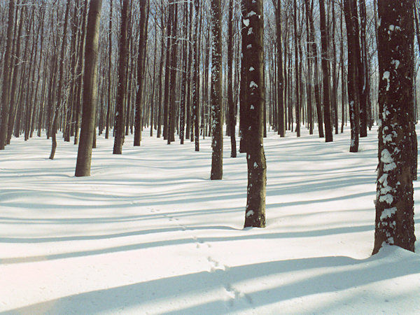 Shadows in the beech wood.