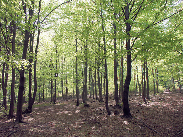 In the shadow of young beeches.