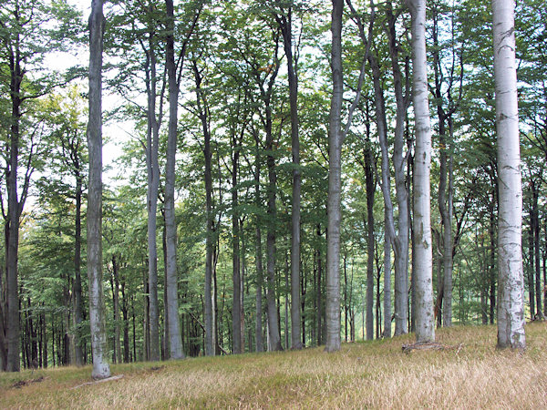 Buchen auf dem Bouřný-Berg.