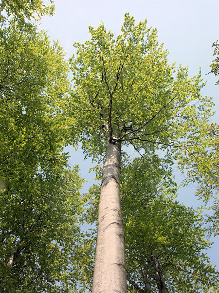 Top of the beech.