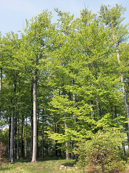 Frühling auf dem Rohál.