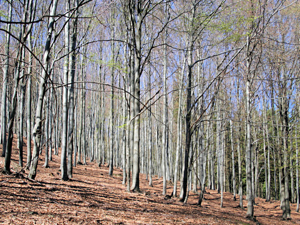 Early spring in the beech-wood on the Bouřný hill.
