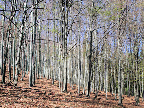 Vorfrühling am Bouřný (Friedrichsberg).