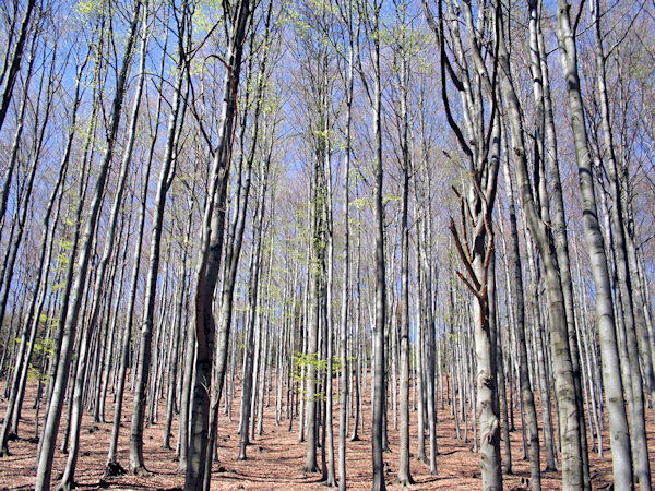 Early spring in the beech-wood on the Bouřný hill.