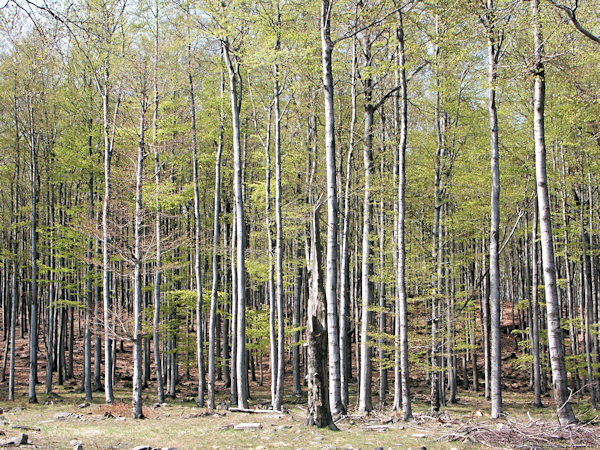 Spring-time beech-wood on the Pěnkavčí vrch hill.