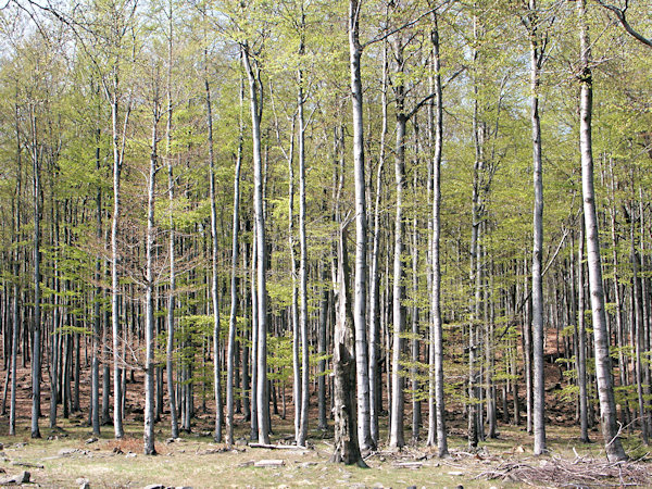 Frühlings-Buchenwald am Pěnkavčí vrch (Finkenkoppe).