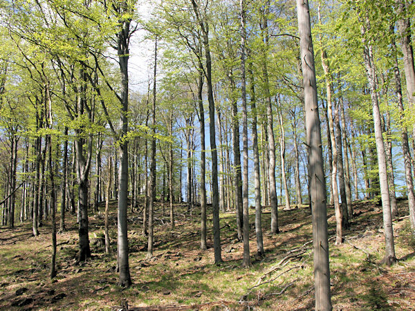 Buchenwald auf dem Sokol-Berg bei Kytlice (Kittlitz).